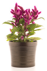 Image showing Cockscomb celosia spicata plant