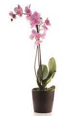 Image showing Beautiful pink orchid in a flowerpot