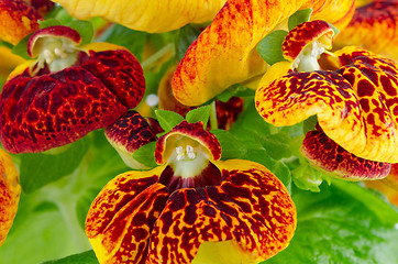 Image showing Closeup of yellow and red calceolarua flowers