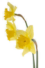 Image showing Yellow jonquil flowers