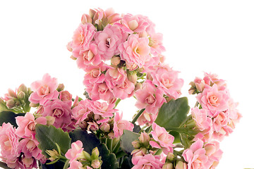 Image showing Kalanchoe Calandiva flowers