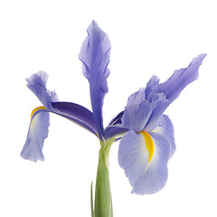 Image showing Purple lily flower