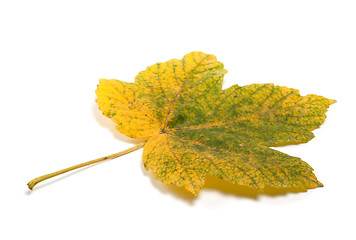 Image showing Autumn maple-leaf isolated on white background