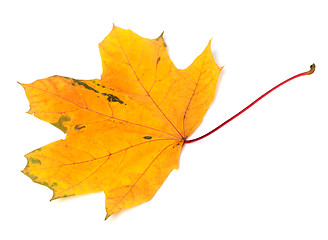 Image showing Yellow autumn maple-leaf on white background