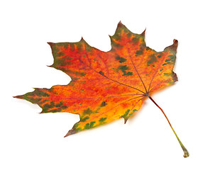 Image showing Multicolor autumn maple-leaf isolated on white background