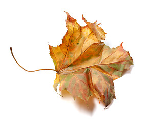 Image showing Autumn dry maple-leaf on white background