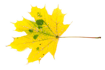 Image showing Yellow autumn maple-leaf