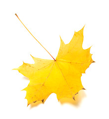 Image showing Yellow autumn maple-leaf. Isolated on white background