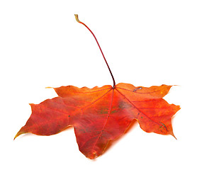 Image showing Red autumn maple leaf on white background