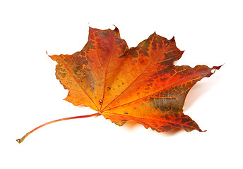 Image showing Autumn maple-leaf