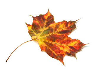 Image showing Multicolor autumnal maple leaf