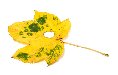 Image showing Autumn maple leaf with hole