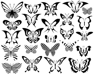 Image showing Butterflies