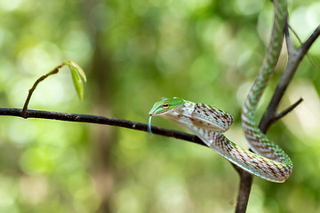 Image showing Asian Vine Snake (Ahaetulla prasina)