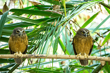 Image showing Ochre-bellied Boobook (Ninox ochracea) in Sulawesi