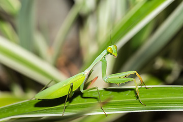 Image showing praying mantis on leaf, Sulawesi, Indonesia