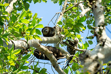 Image showing Endemic Sulawesi Cuscus bear on the tree