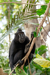 Image showing Celebes crested macaque, Sulawesi, Indonesia