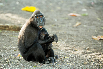 Image showing portrait of Celebes crested macaque, Sulawesi, Indonesia