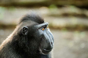 Image showing portrait of Celebes crested macaque, Sulawesi, Indonesia