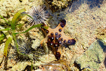 Image showing Sea Urchin and Starfish on the sea bed