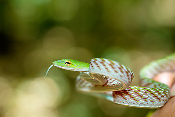 Image showing Asian Vine Snake (Ahaetulla prasina)