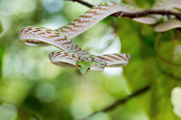 Image showing Asian Vine Snake (Ahaetulla prasina)