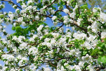 Image showing Apple blossom