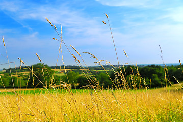 Image showing Country meadow landscape