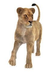 Image showing Female Lion