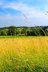 Image showing Country meadow landscape