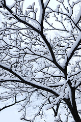 Image showing Snowy branch