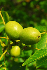 Image showing Walnuts on a tree
