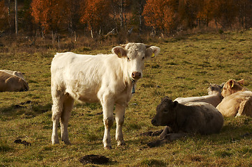 Image showing White calf