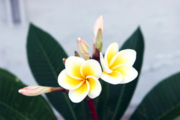 Image showing Fragapani flower