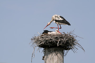 Image showing Storks