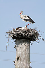 Image showing Storks