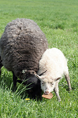 Image showing Sheep