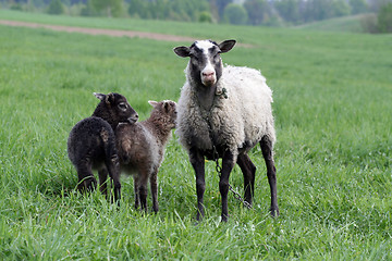 Image showing Sheep