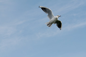 Image showing Flying