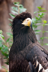 Image showing Steller\'s sea eagle