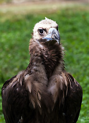 Image showing Vulture