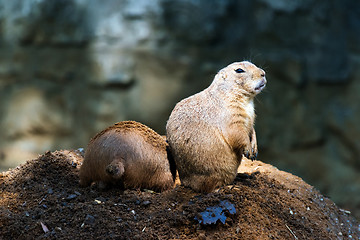 Image showing Black-tailed prairie dog