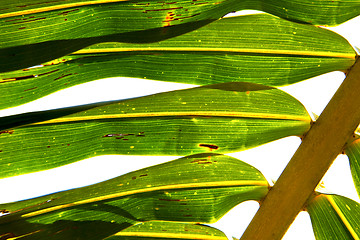 Image showing    abstract  thailand in the light  leaf and his veins yellow