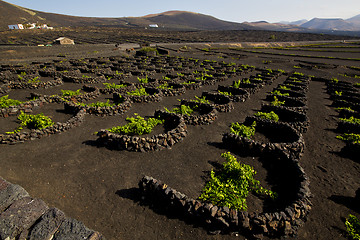 Image showing cultivation home viticulture  lanzarote vine screw grapes   barr