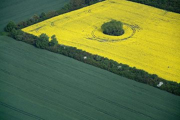 Image showing Rape Field