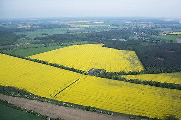 Image showing Rape Field