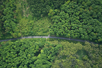 Image showing Forest, Brandenburg, Germany