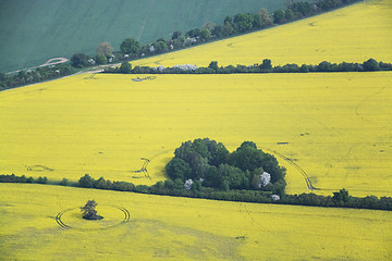 Image showing Rape Field