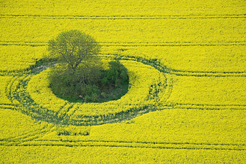 Image showing Rape Field